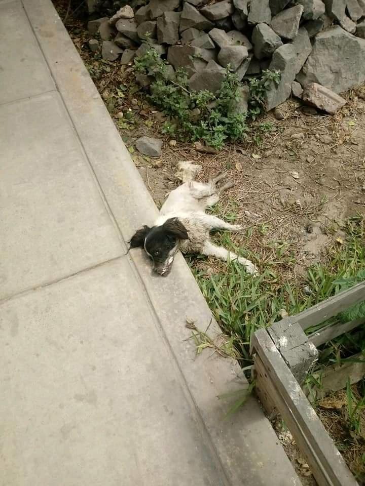 poor abandoned dog laying