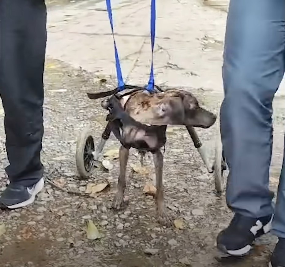 poor dog without legs