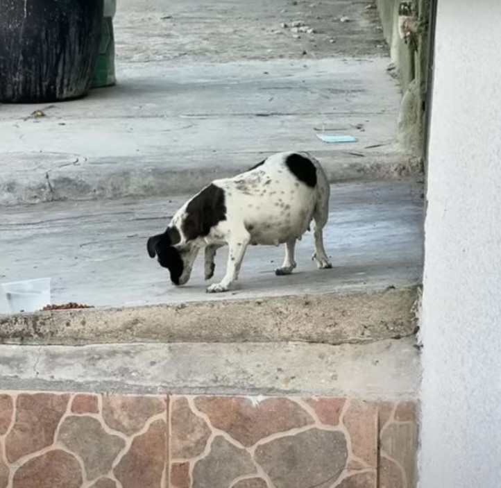 pregnant dog outdoor