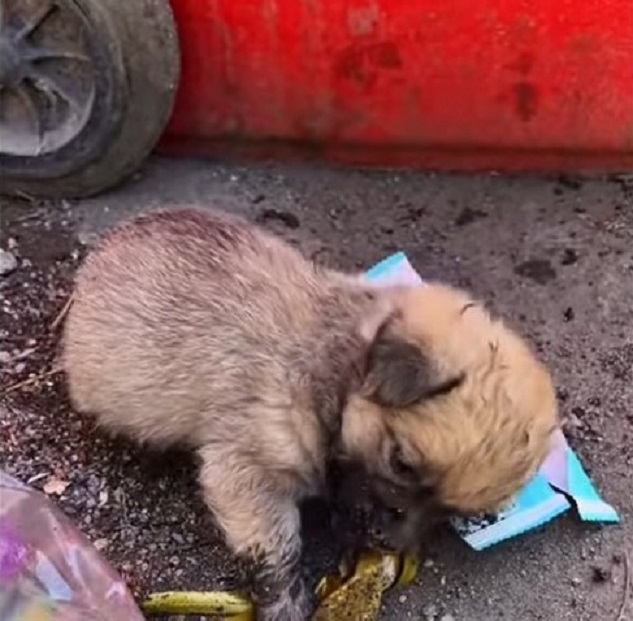 pup crawling around trash