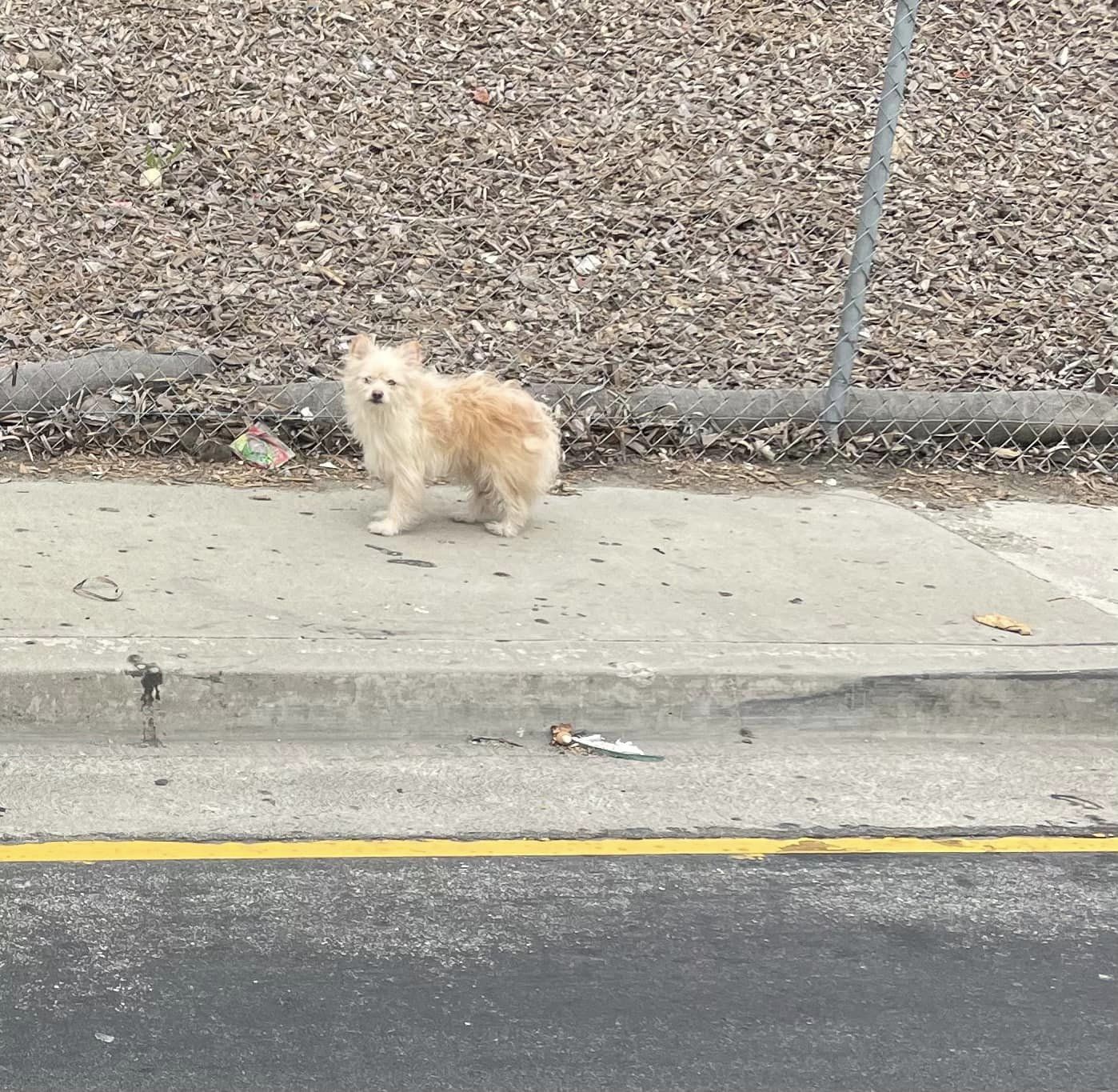 pup on the sidewalk