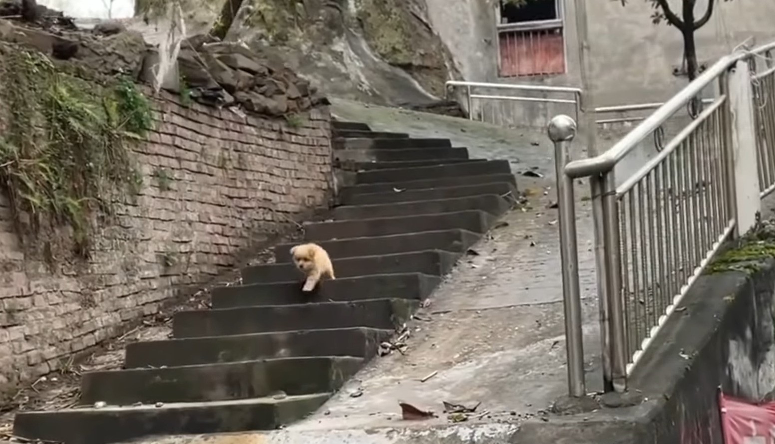pup walking down the stairs