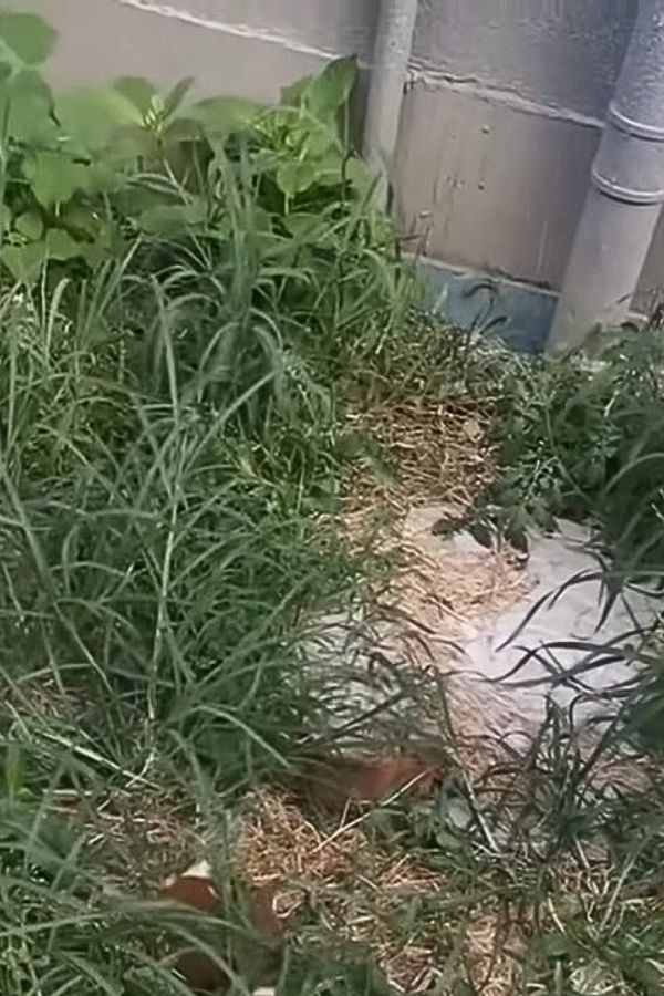 puppies abandoned in grass