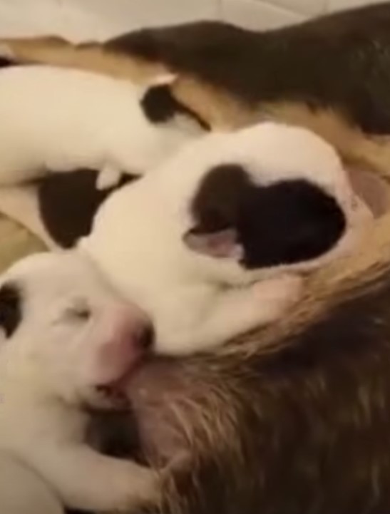 puppies breastfeeding