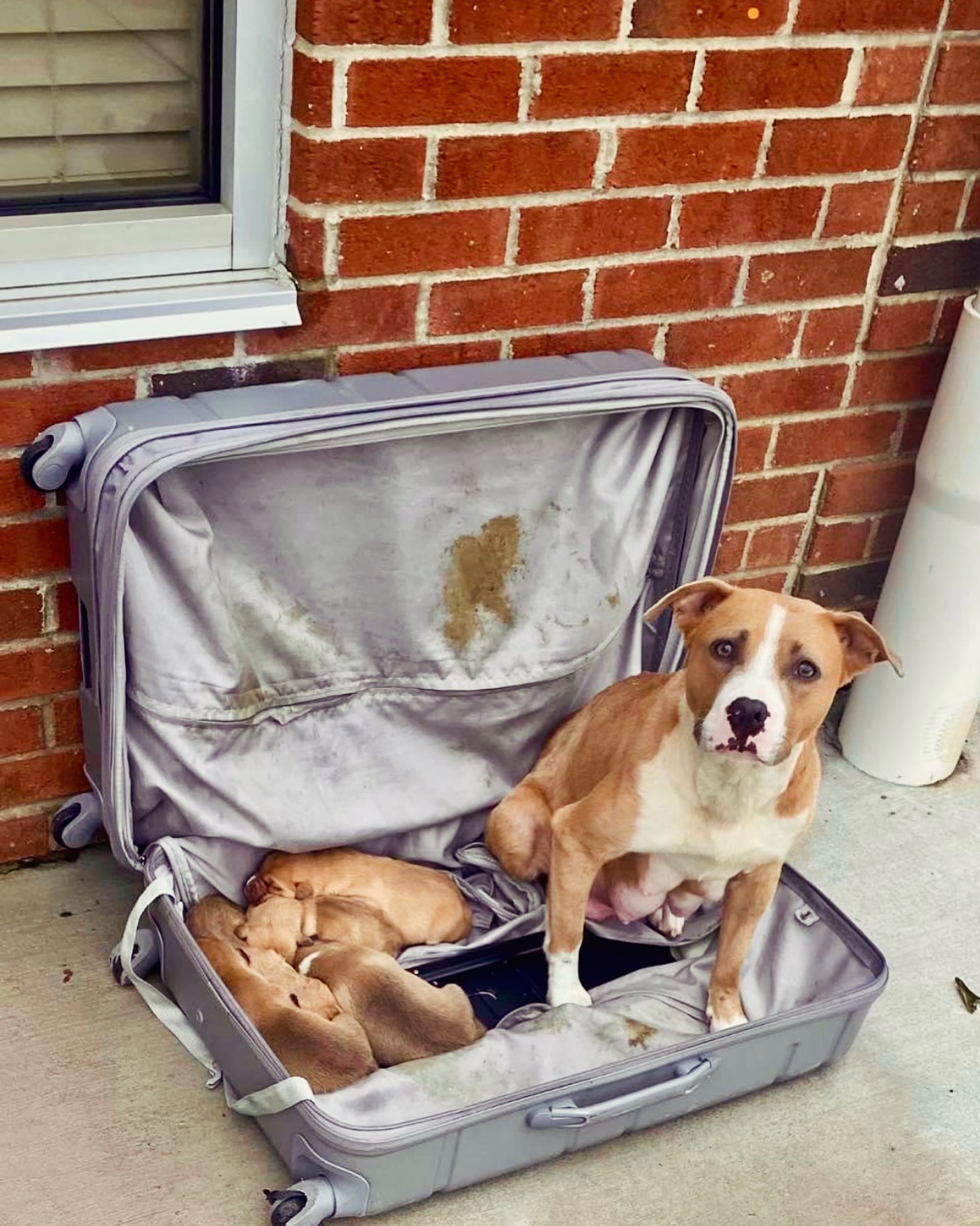 puppies in suitcase