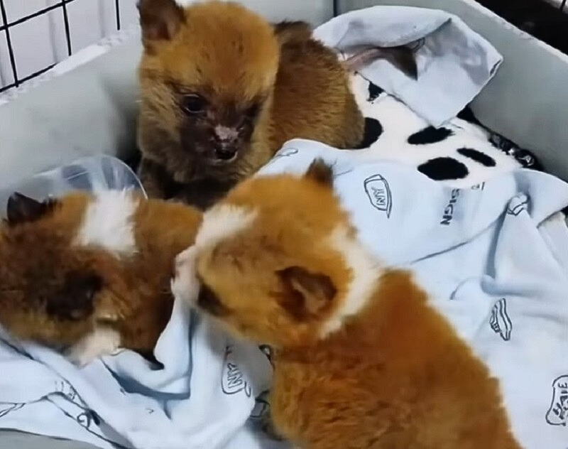 puppies on bed