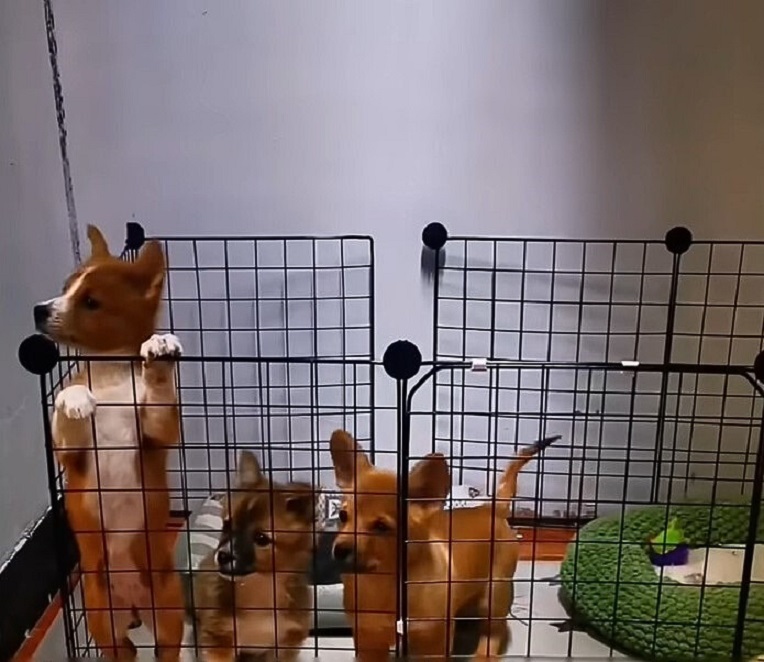 puppies surrounded with fence