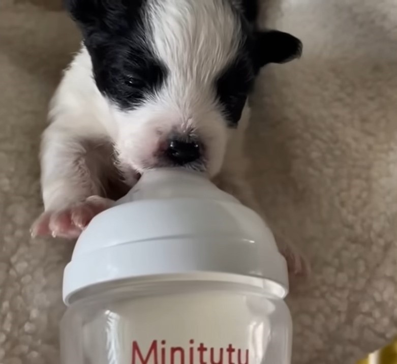 puppy bottle fed