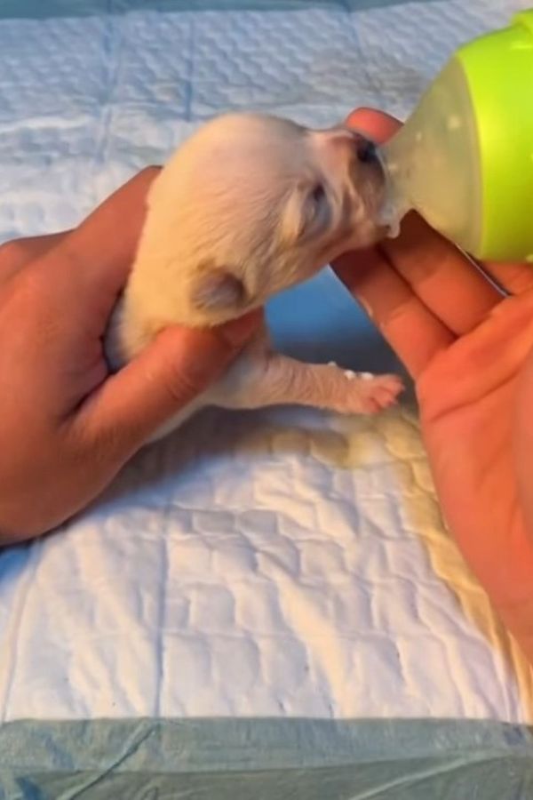 puppy bottle fed