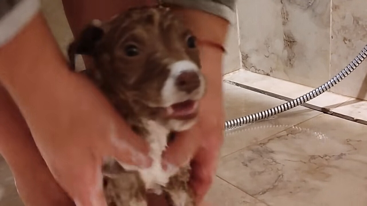 puppy getting bathed