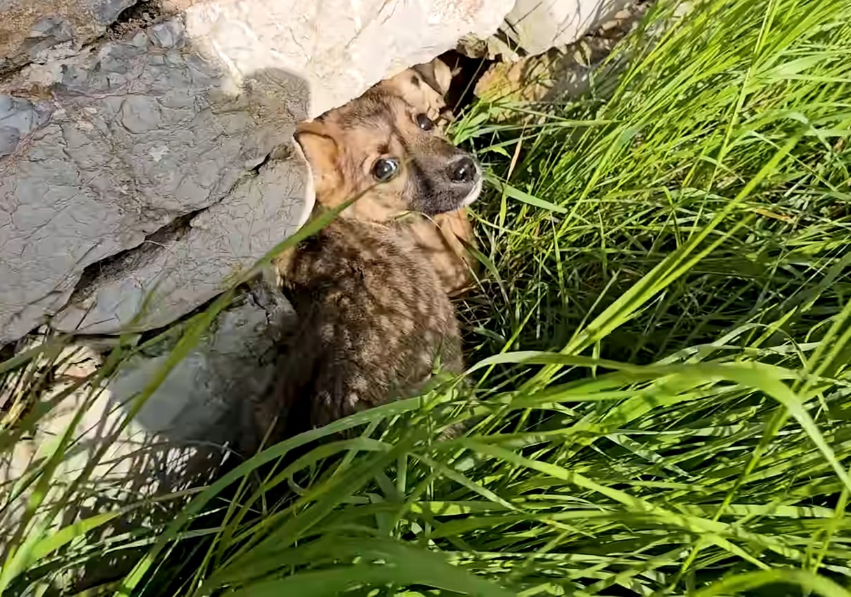 puppy hiding in the grass