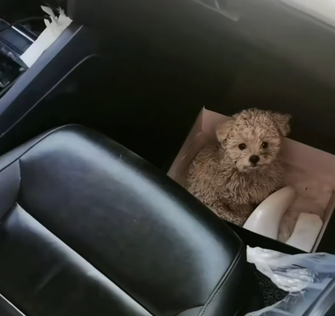 puppy in box in the car