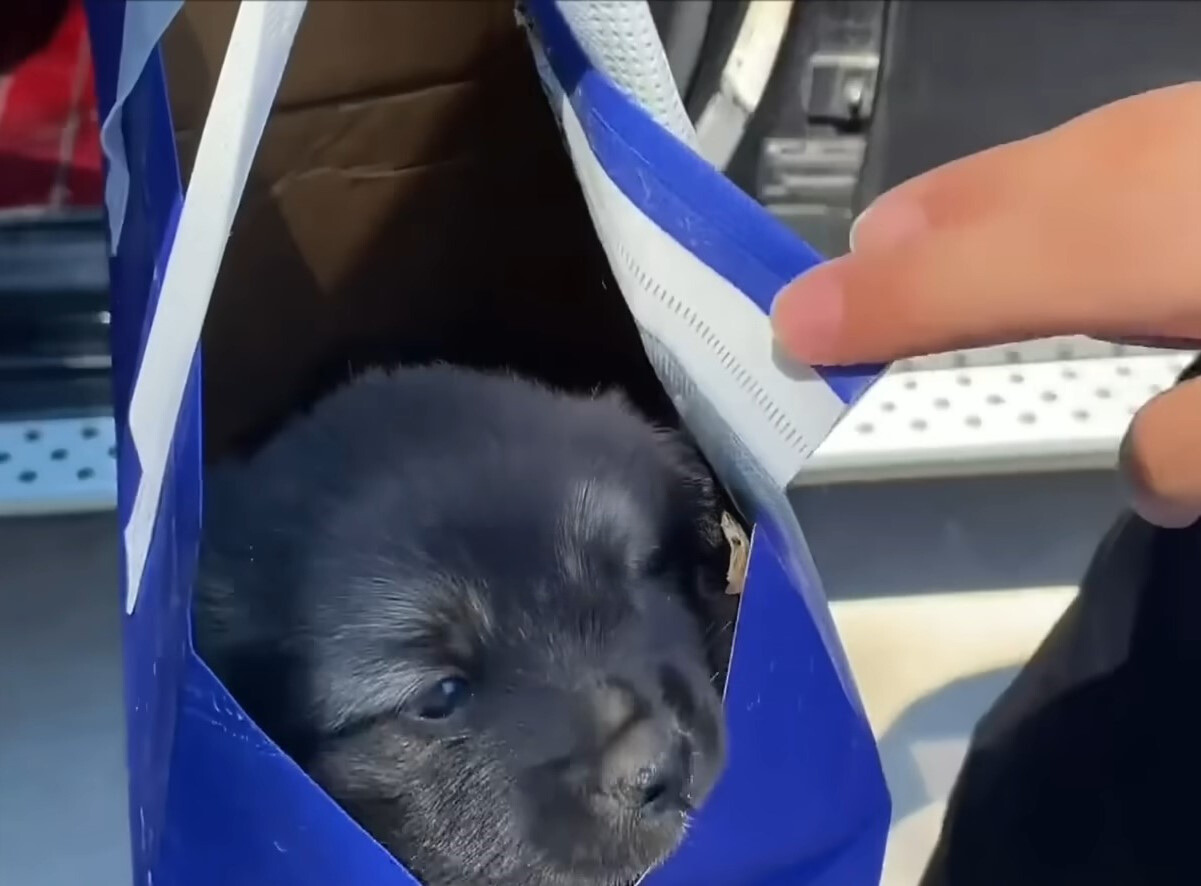 puppy in the bag