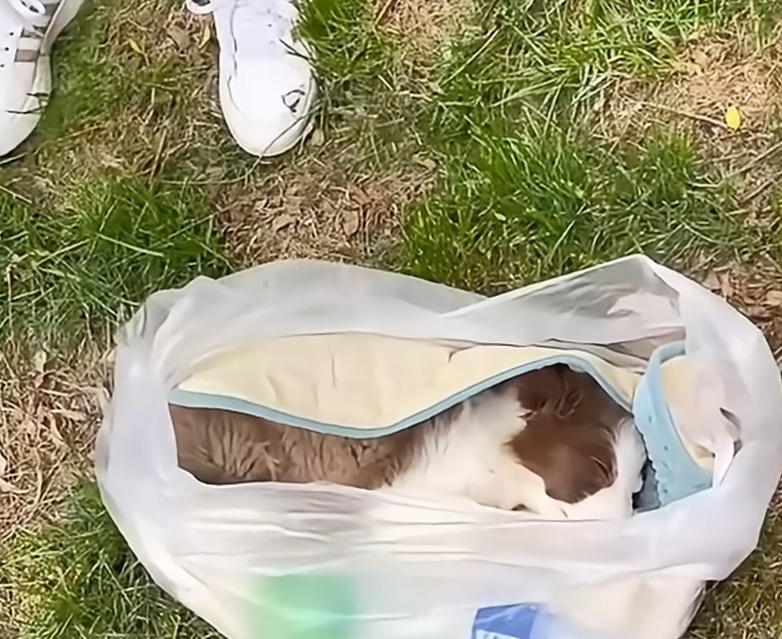 puppy left in bag