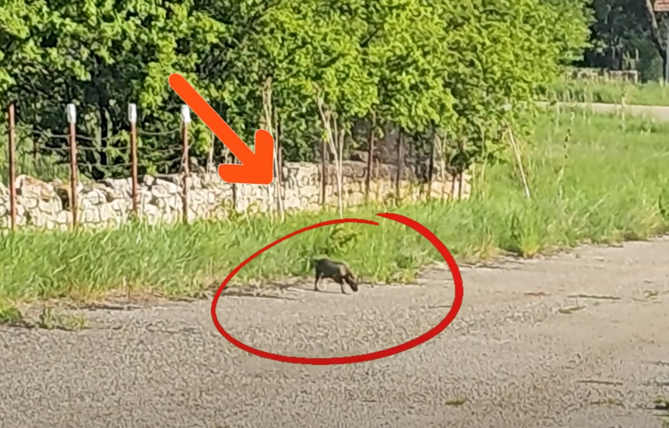 puppy running in the street