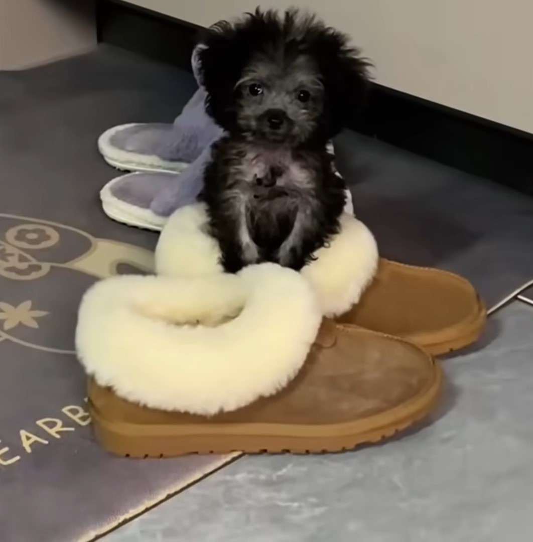 puppy sitting in a slipper