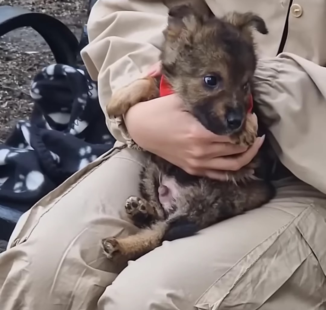 puppy sitting in rescuer's lap