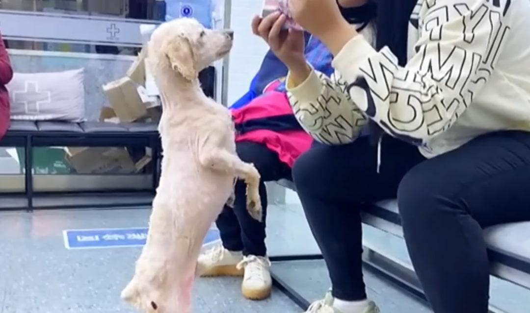 puppy standing on back legs