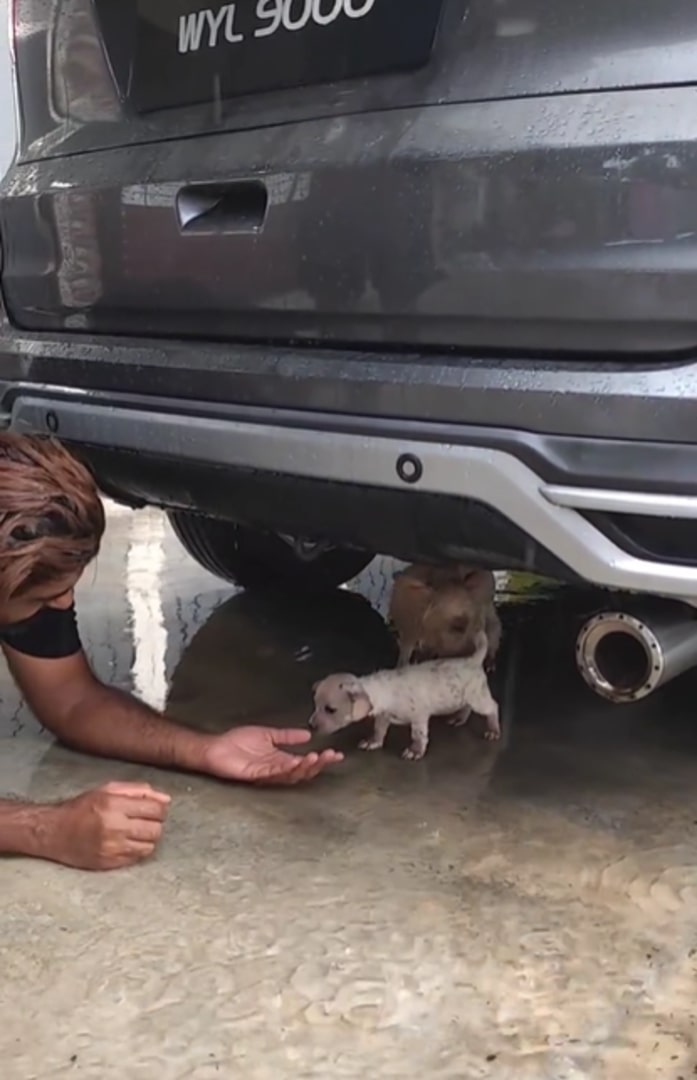 puppy under car