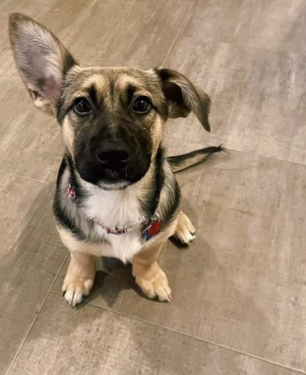 puppy with one ear down