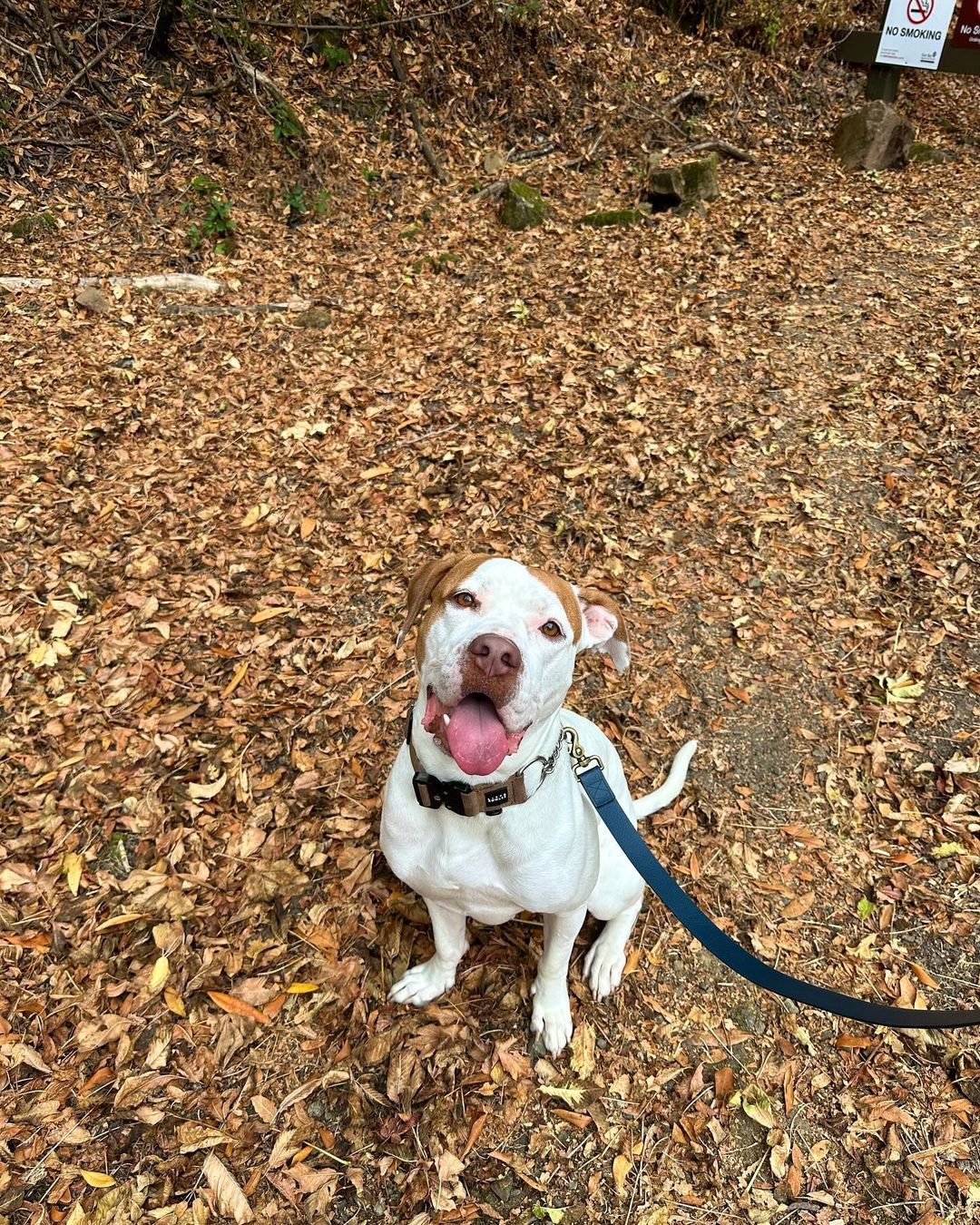 rescue dog on a leash