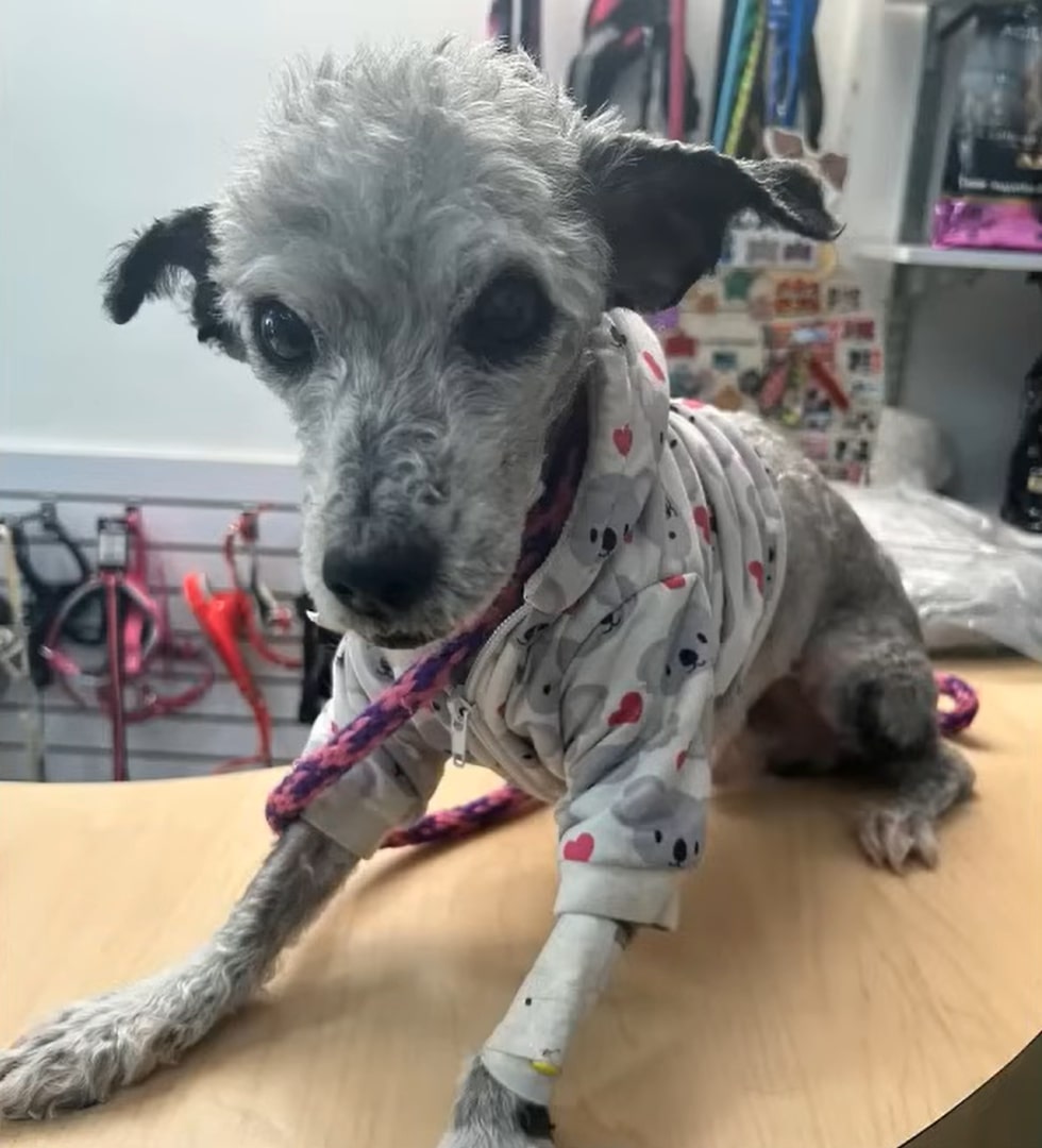 rescued dog in a shirt