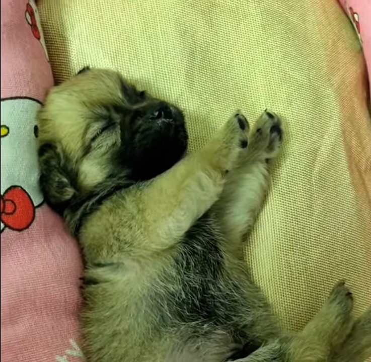 rescued pup sleeping