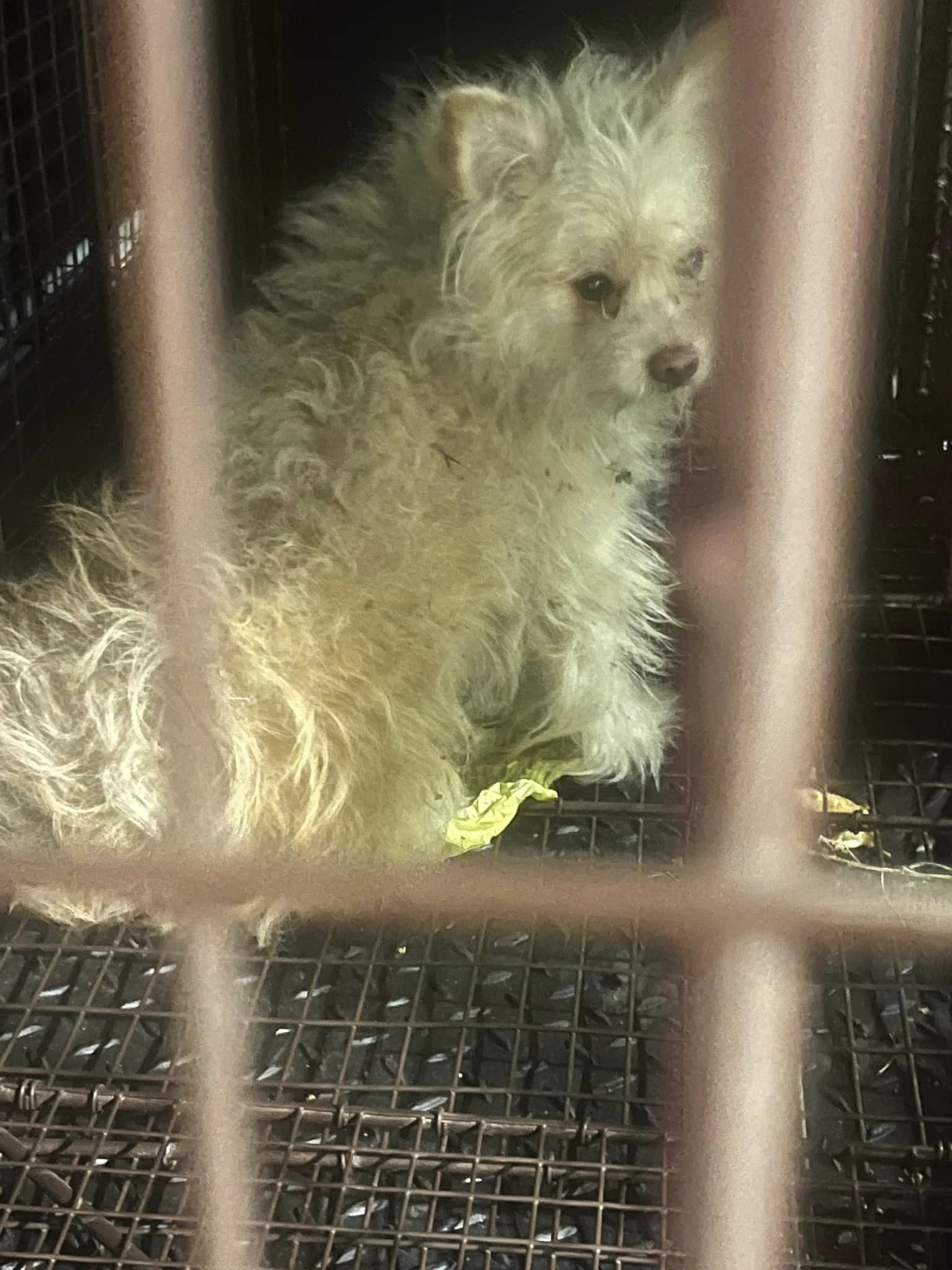 sad abandoned pup