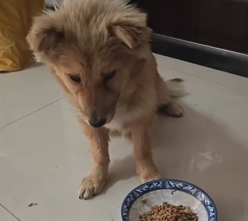 sad dog looking at food