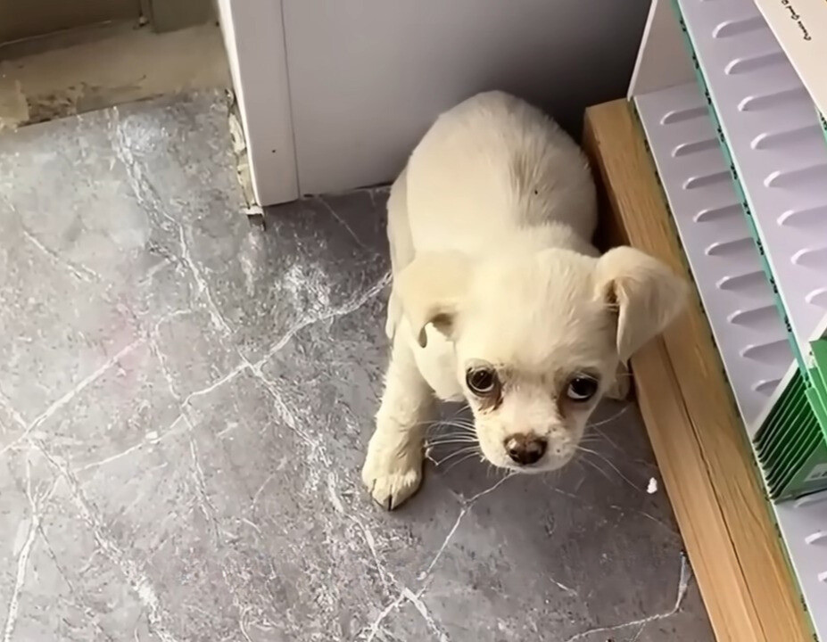 scared white puppy