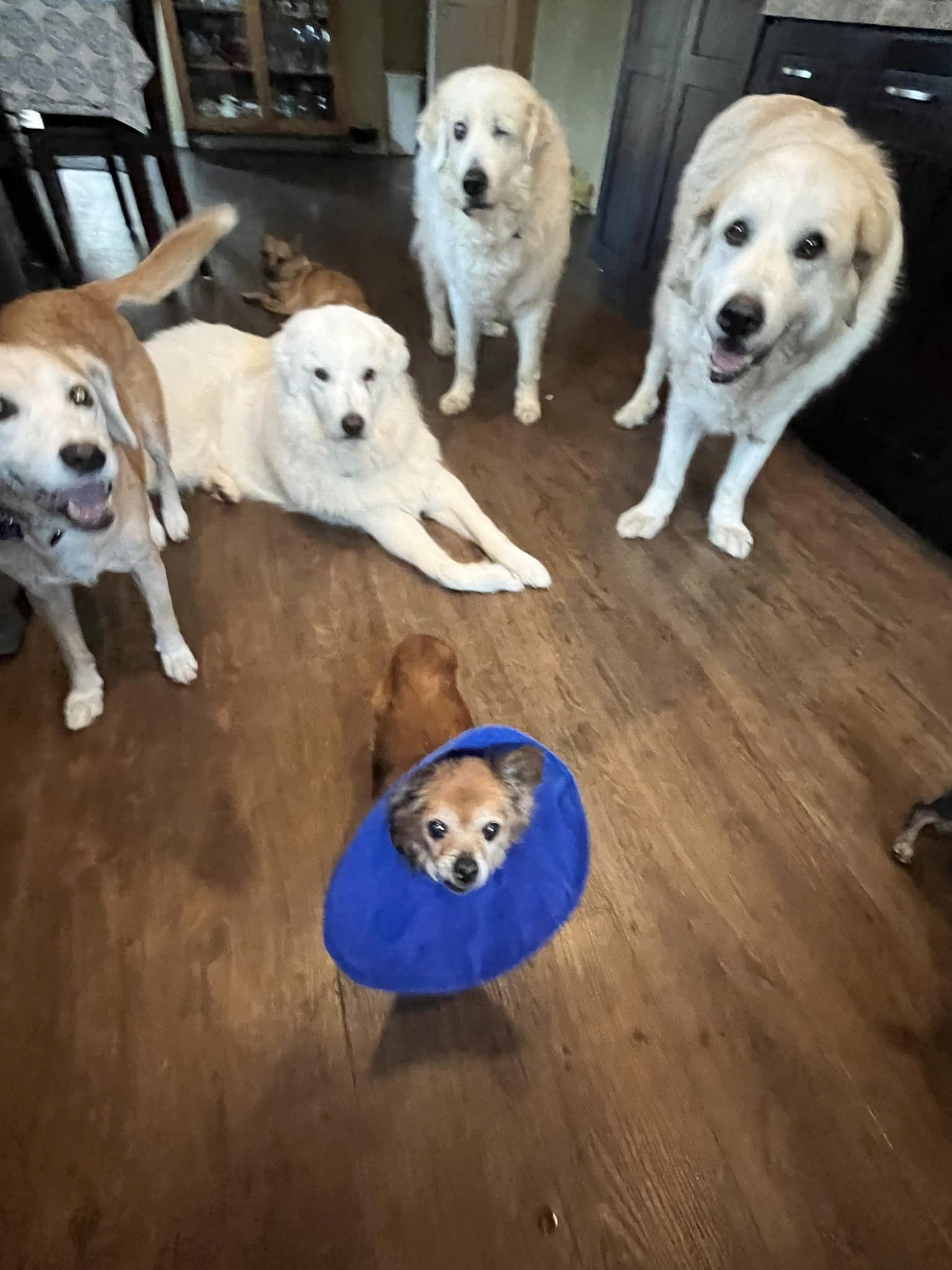 six dogs indoors