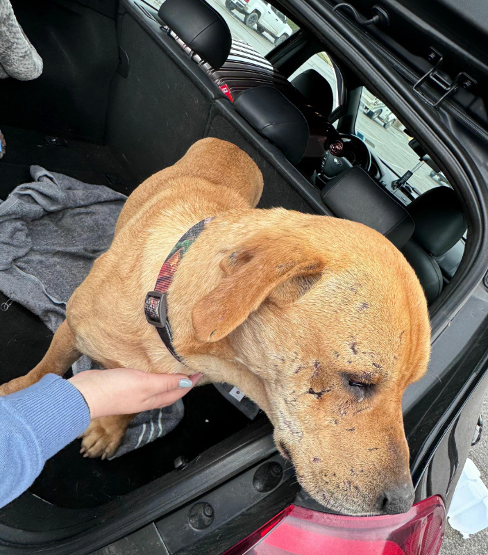 sweet dog in trunk