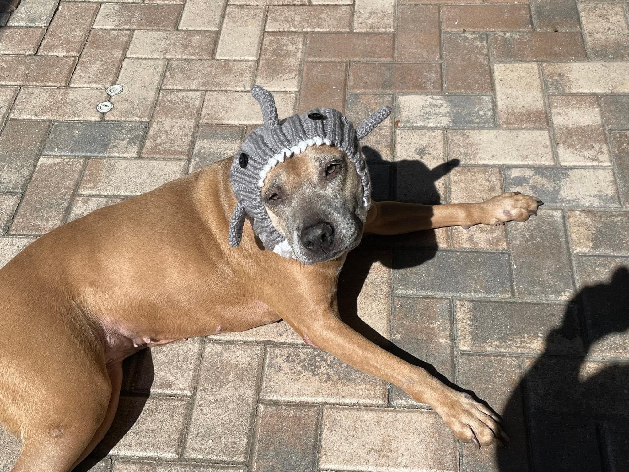 sweet dog with cap