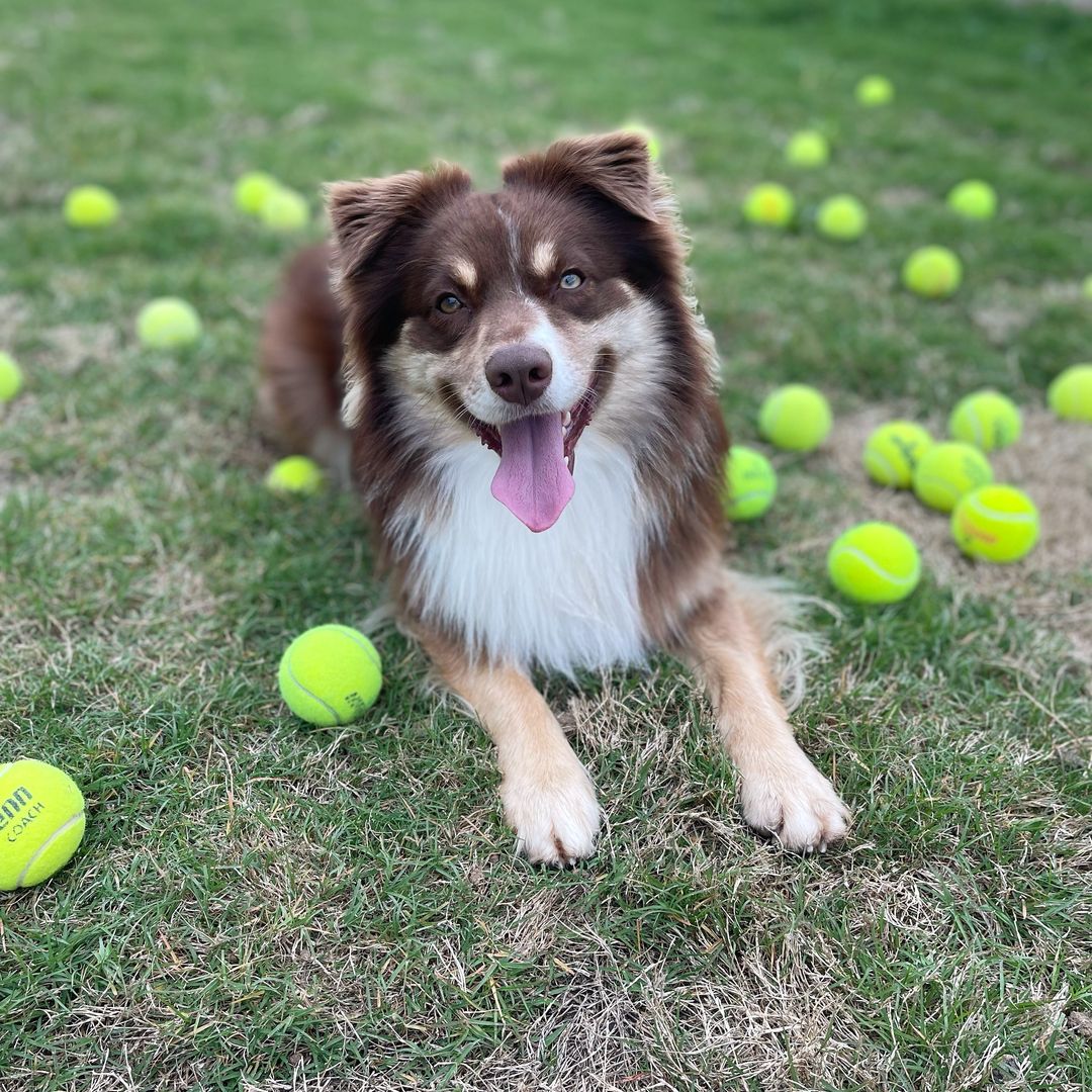 sweet dog with tennis balls