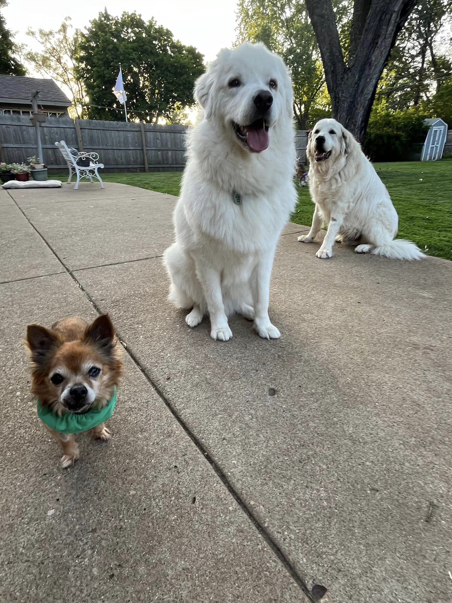 three dogs in a yard