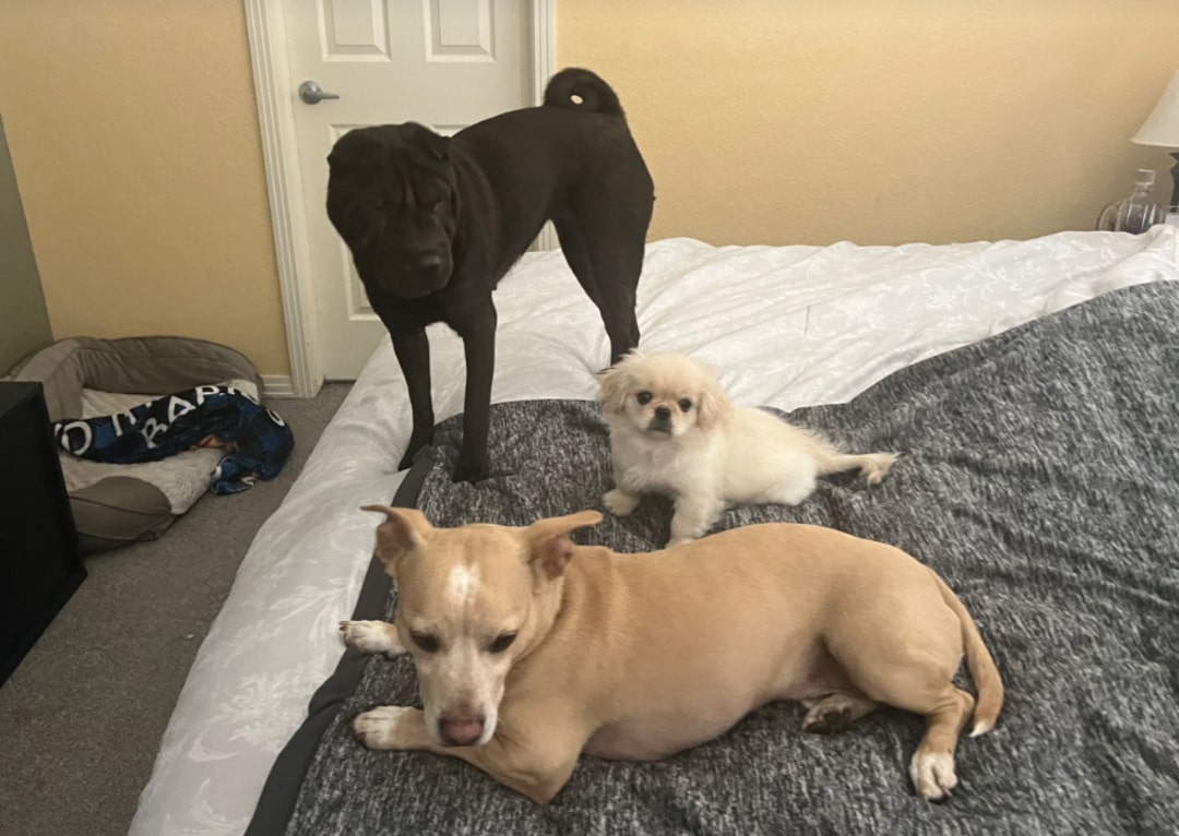 three dogs on bed