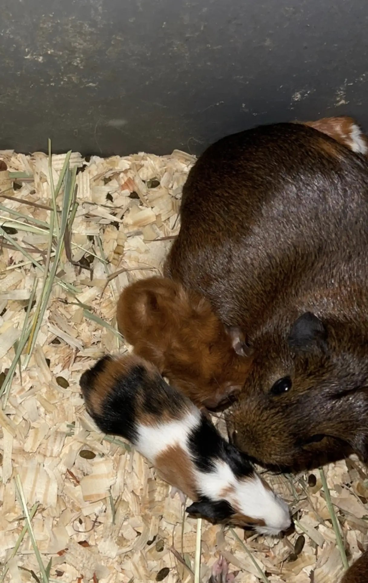 three guinea pigs