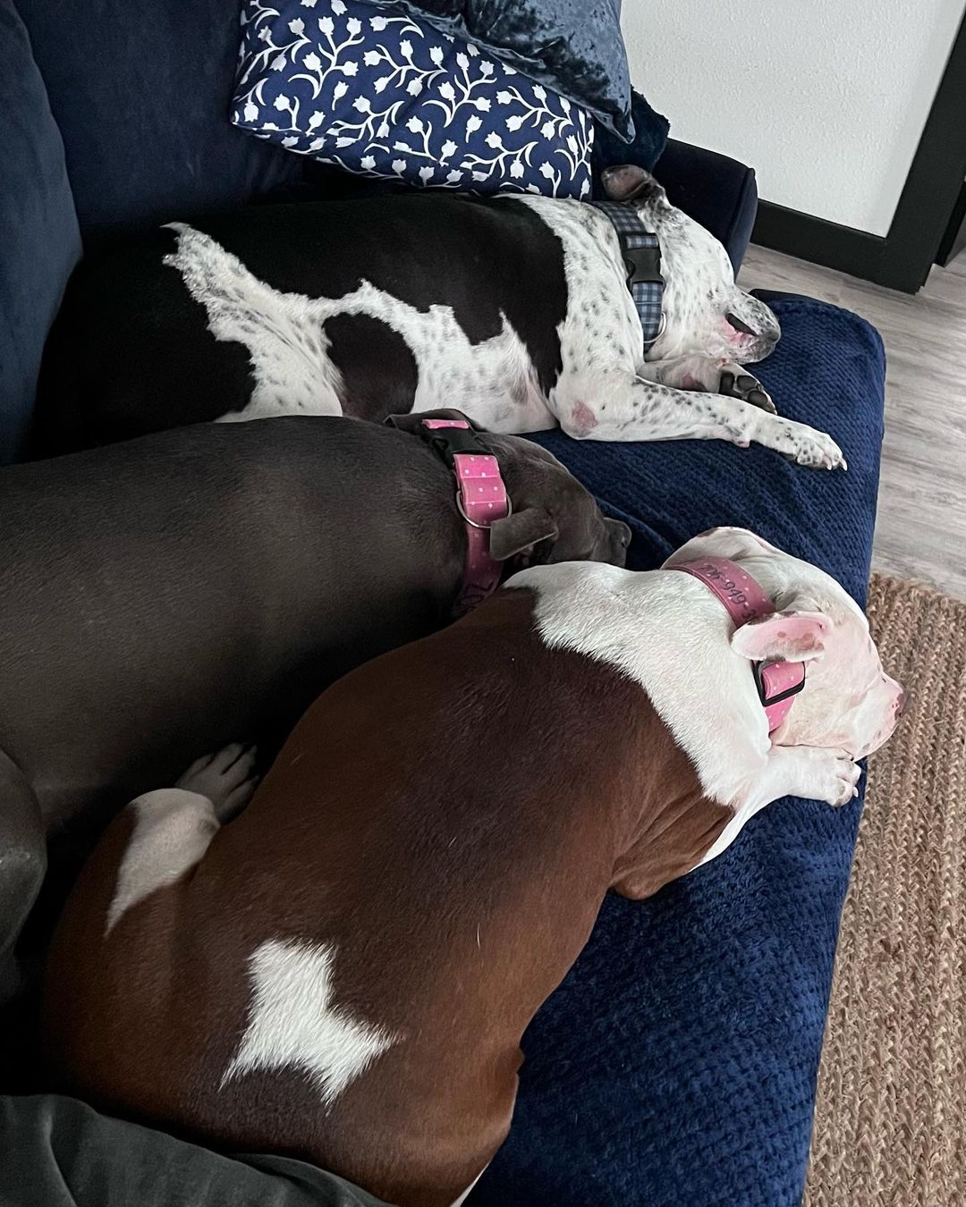 three laying dogs on a couch