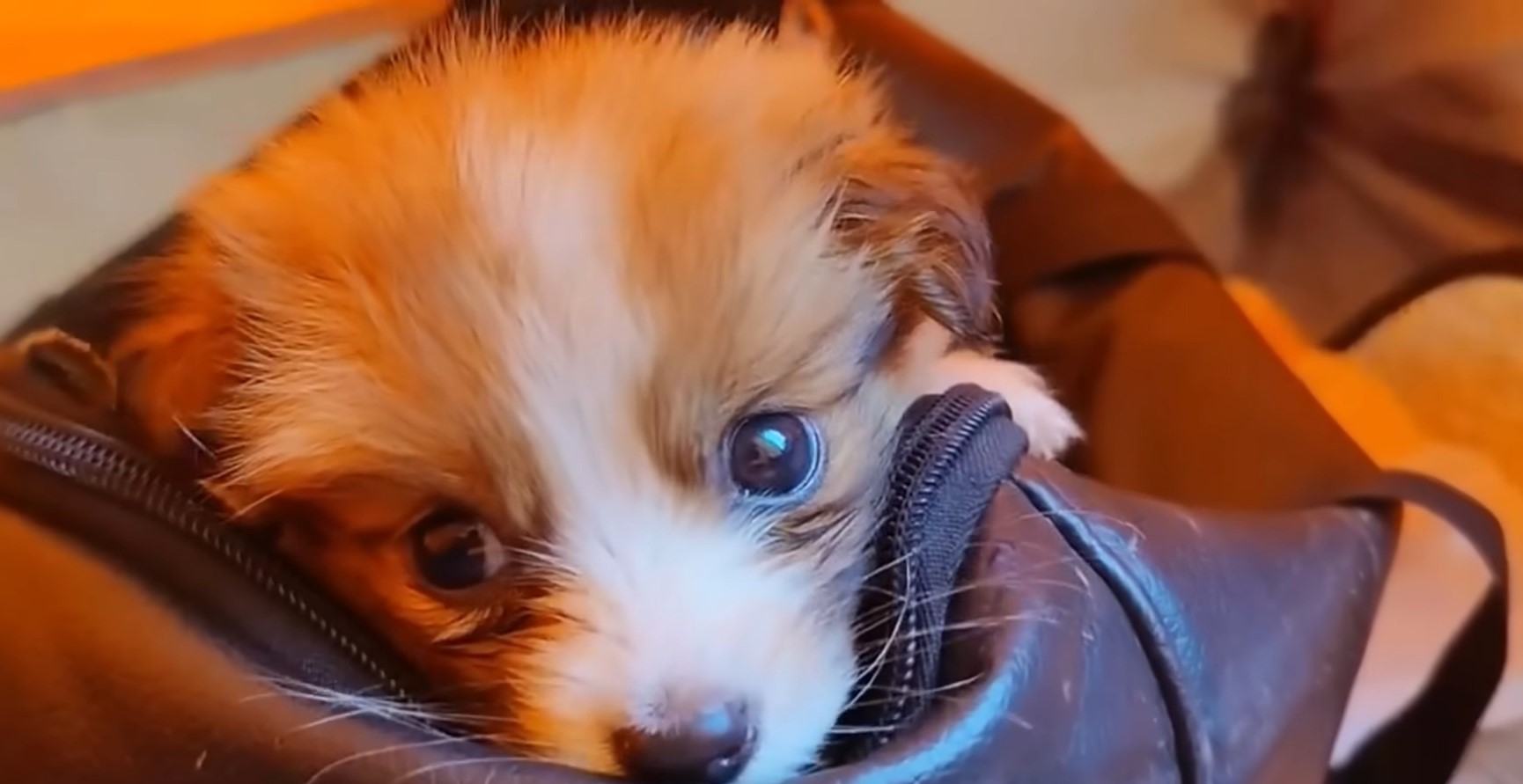 tiny puppy in a bag