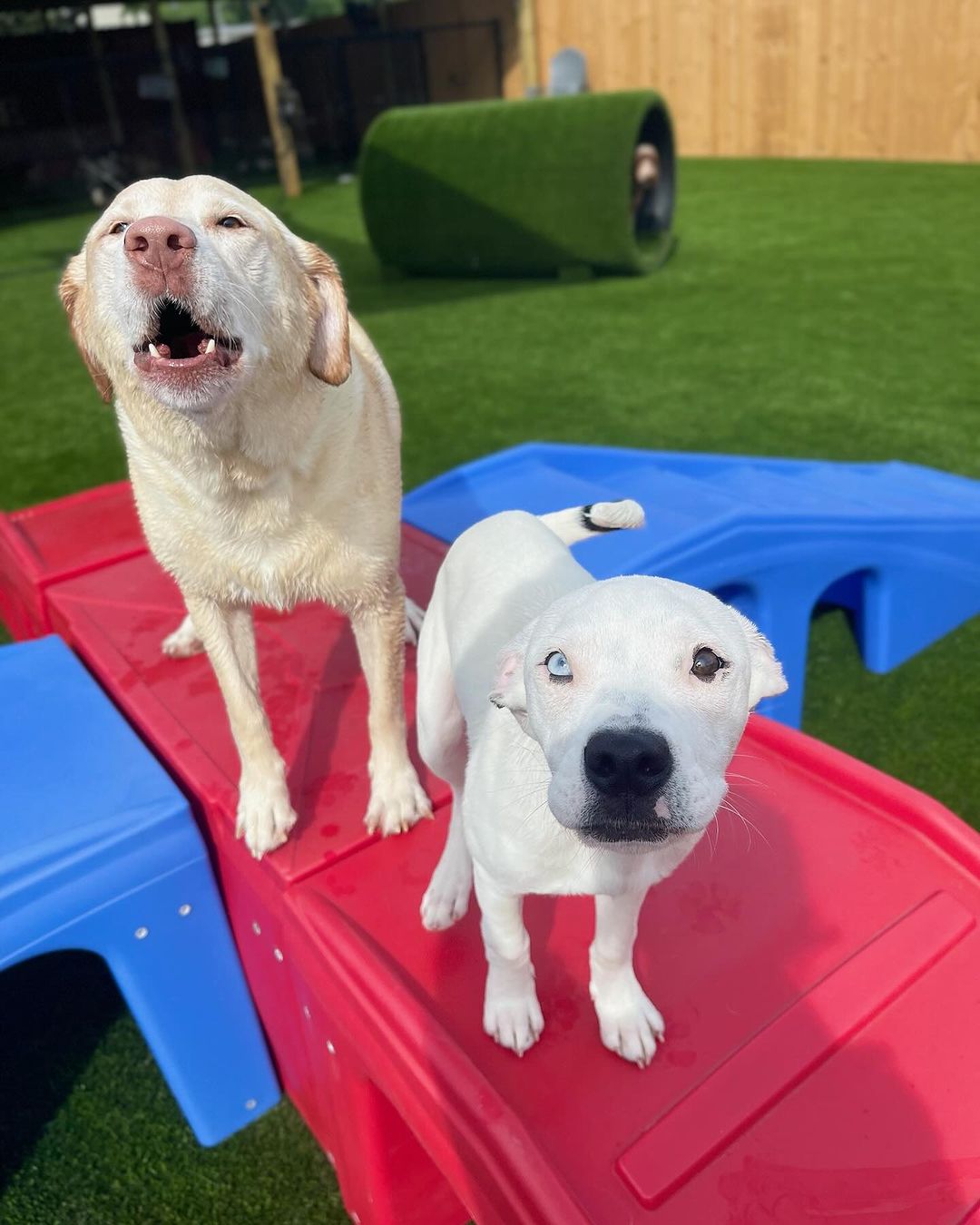two dogs on a red slide