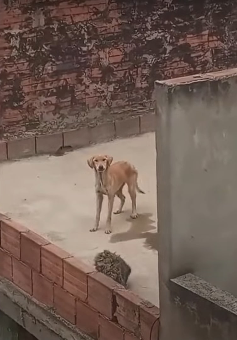 two dogs on rooftop