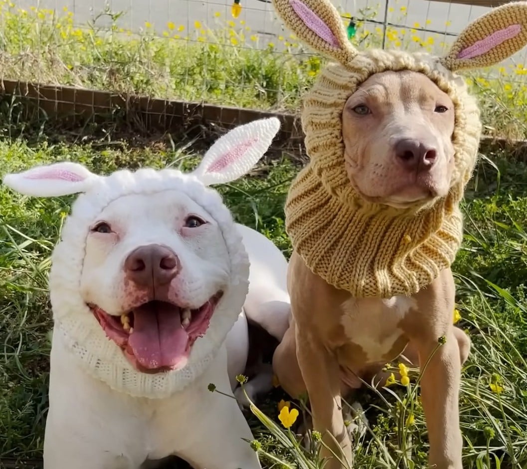 two dogs with rabbit cosplay