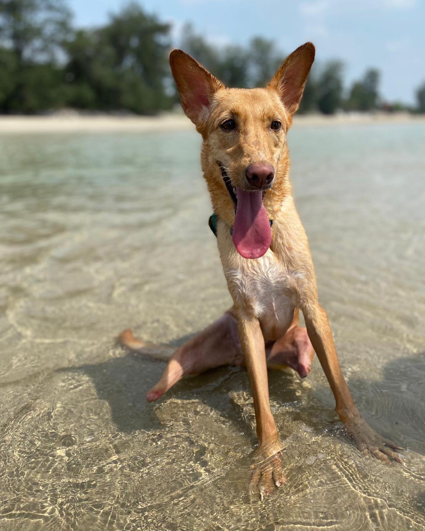 two legged dog sitting on the shore