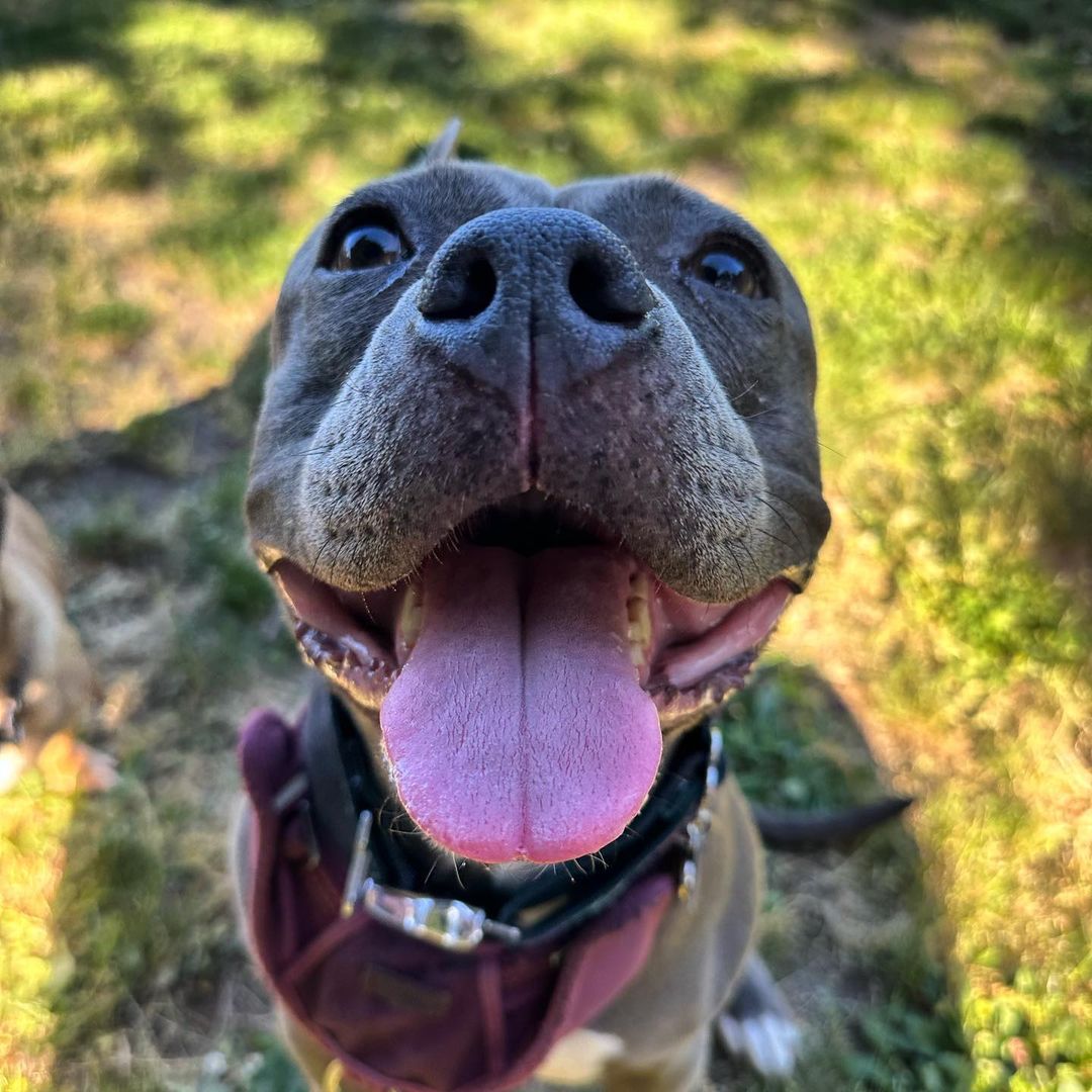 very happy black dog