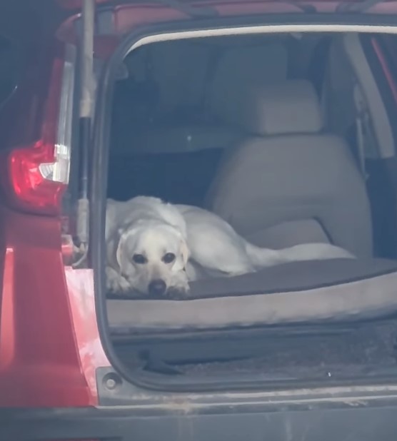 white dog laying in a trunk