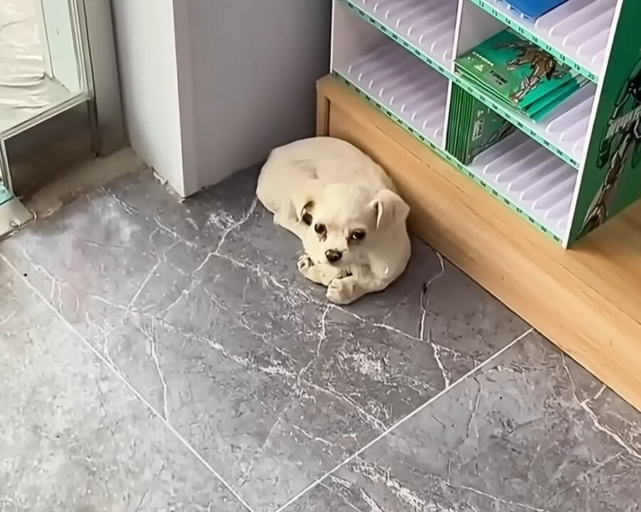 white dog laying in the corner