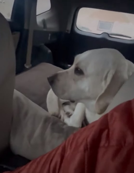 white dog sitting on a back seat