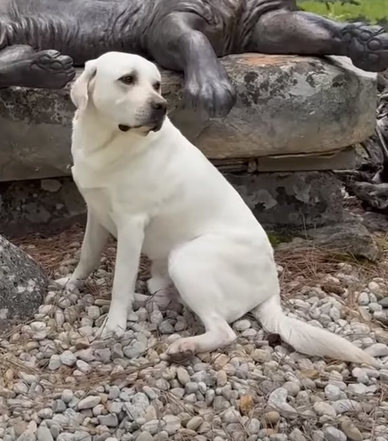 white dog sitting on a rocks