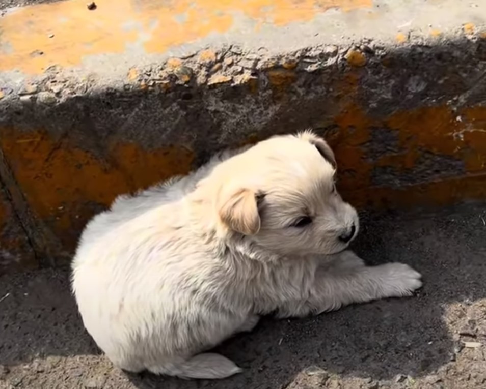 white fluffy puppy