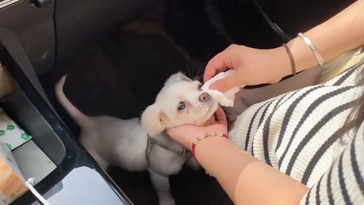 white puppy and owner sitting in a car
